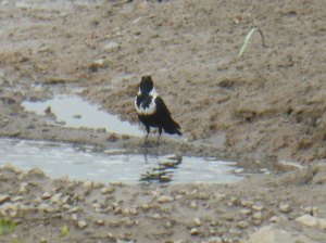 金門特有的 [玉頸鴉] 現身迎客。