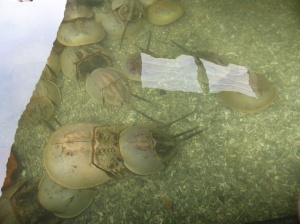 有藍金之稱的活化石…鱟