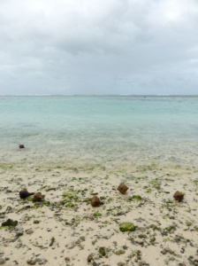 棋盤果飄流四處而長