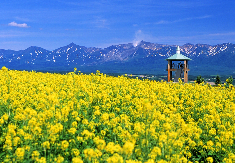 Flower Land上富良野-S