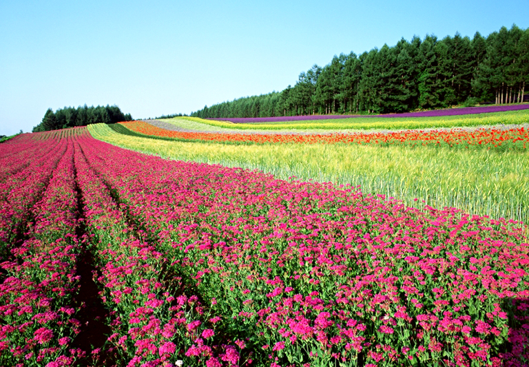 富田農場彩虹花海-S