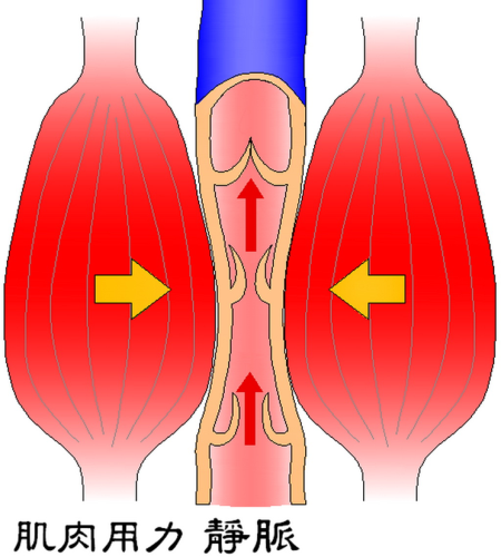 大腿的運動,正好壓擠血流往上迥流