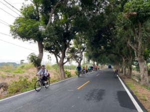 白千層綠色隧道